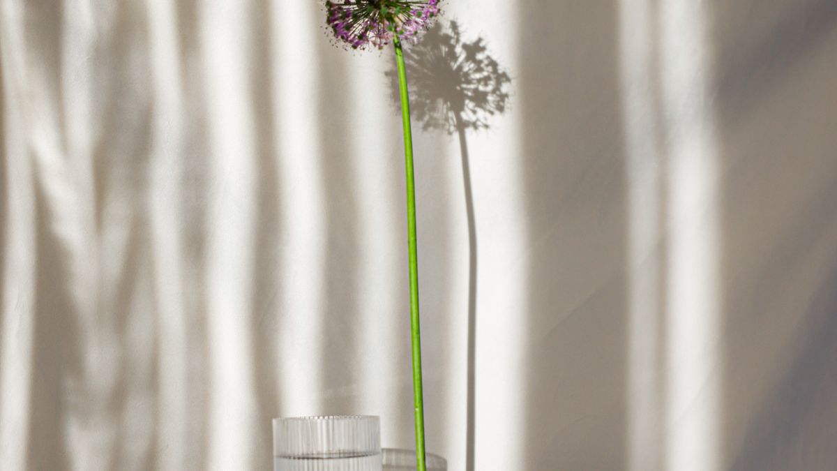 A thin stem in a small glass, against a softly folded cream curtain.