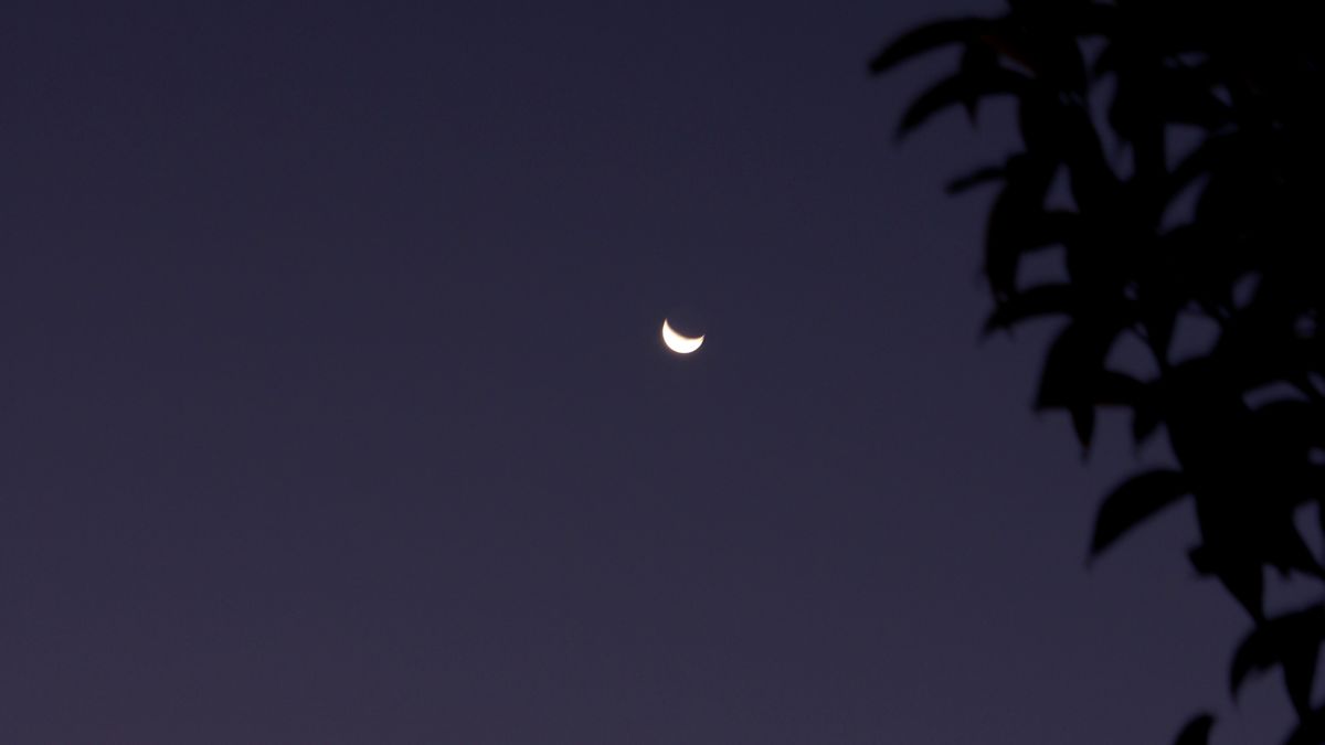 A crescent moon in a deep purple night sky behind a tree silhouette.