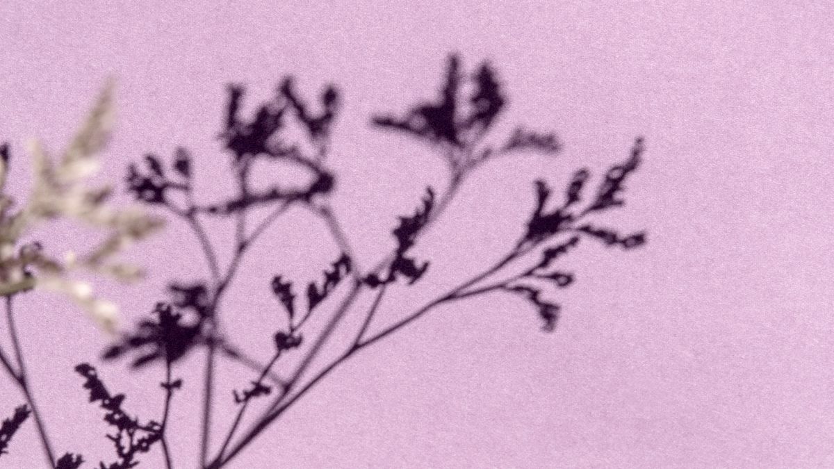 A thin twig of dried flowers casting a shadow on a pale lilac surface.